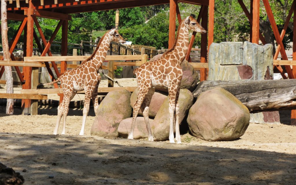 Zoo Aquarium Madrid