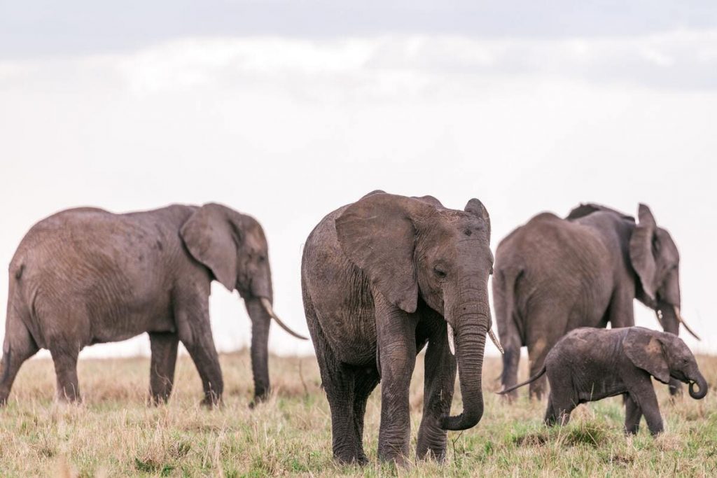 Zoos in London: tips and tricks for your visits
