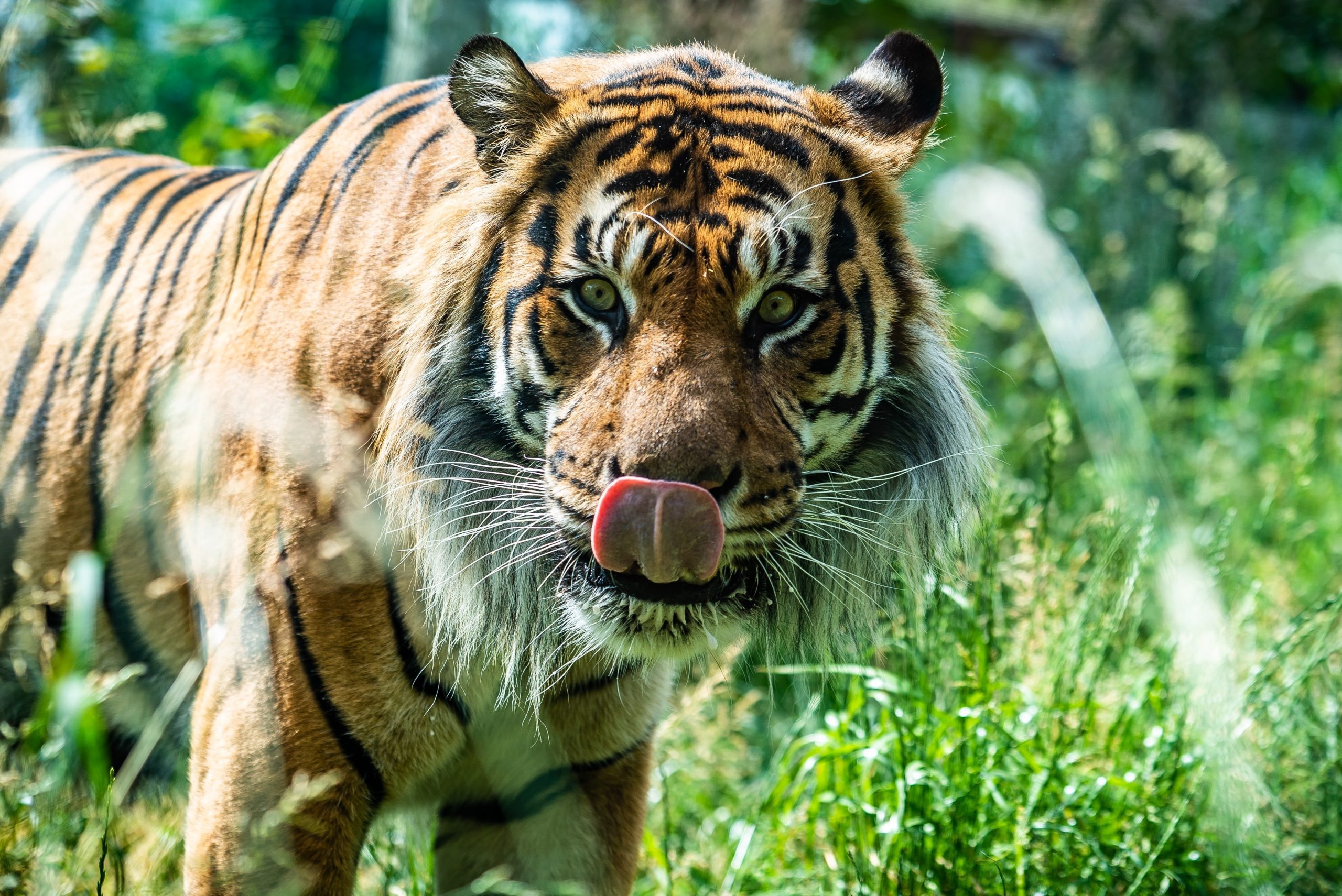 Zoos in London and nearby: explore the fantastic world of nature and animals