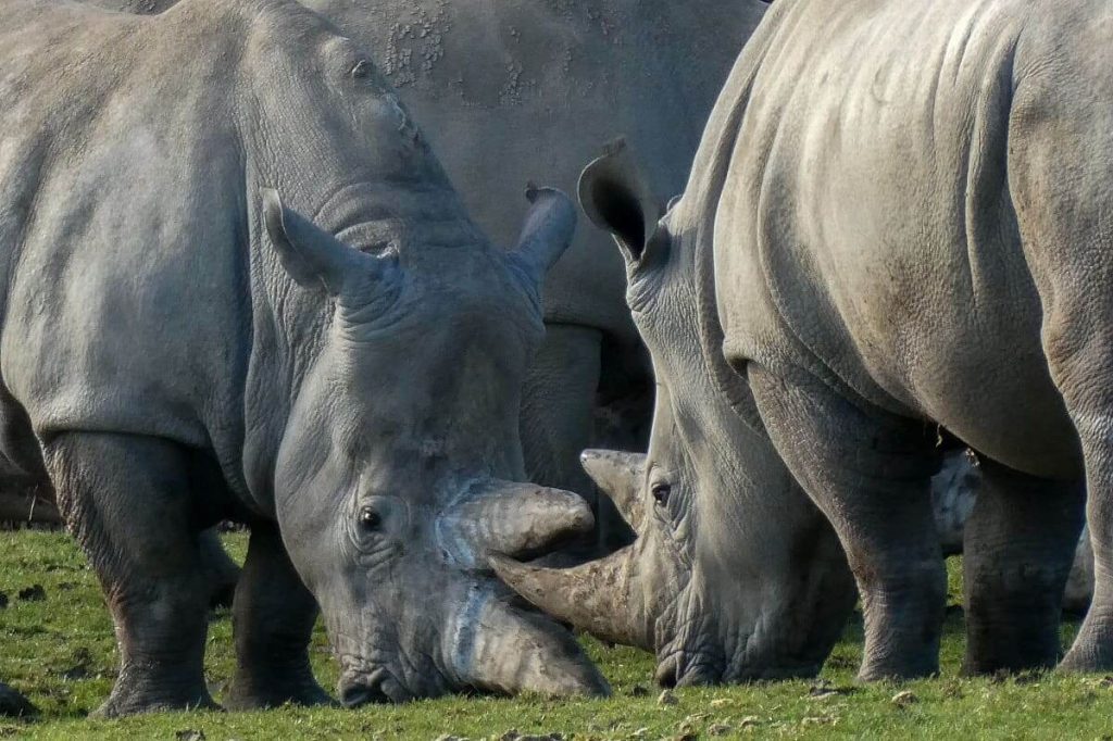 Marwell Zoo
