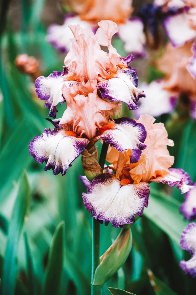 Giardino dell’Iris