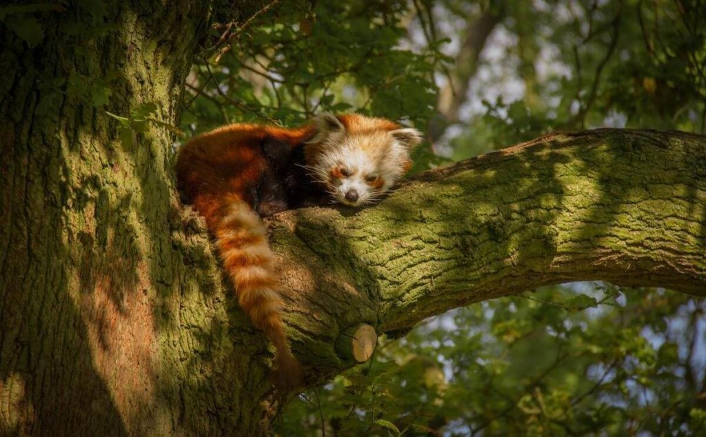 ZSL Whipsnade Zoo