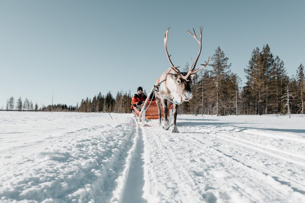 reindeer safari Lapland
