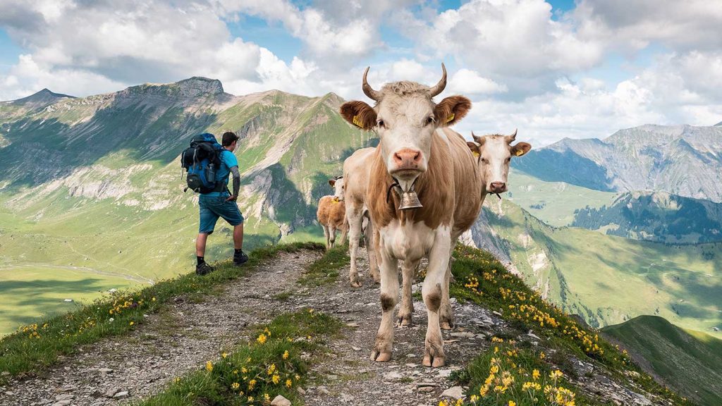 switzerland cows