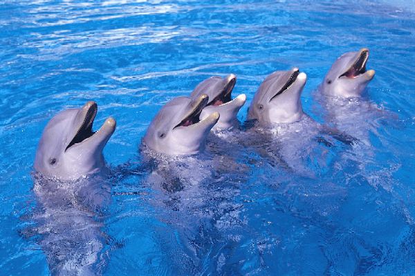 Dolphins Mallorca