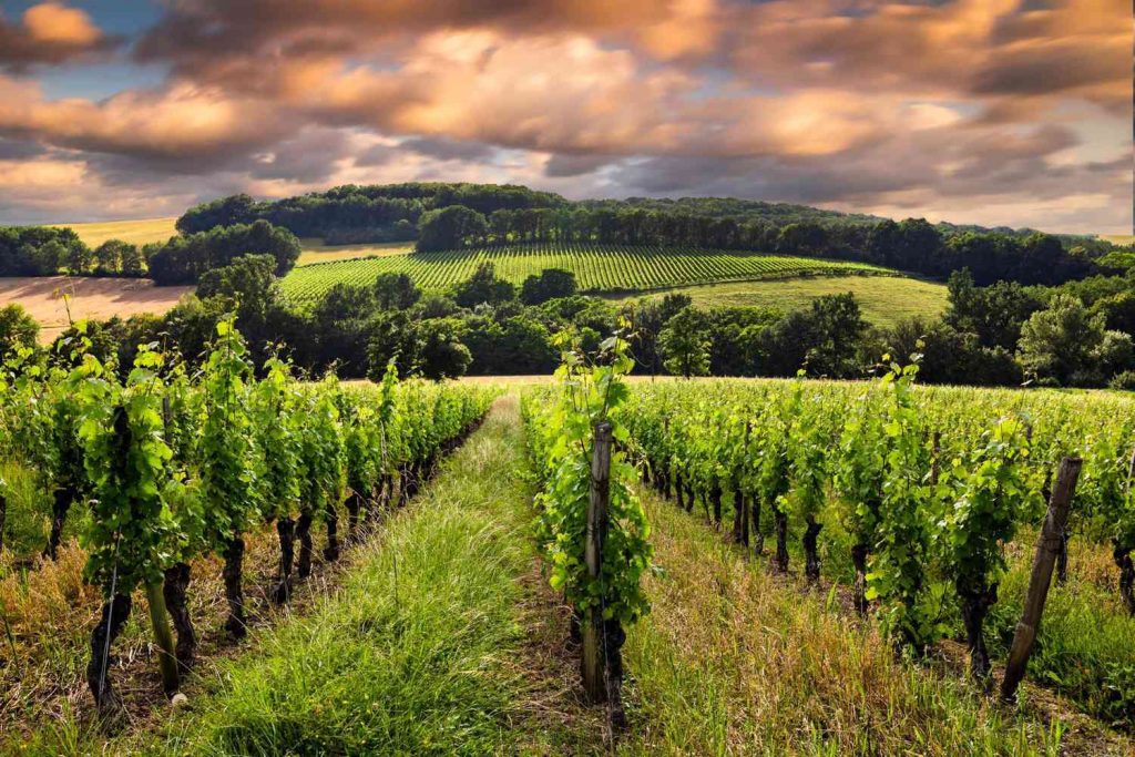 The Bordeaux Wine Route