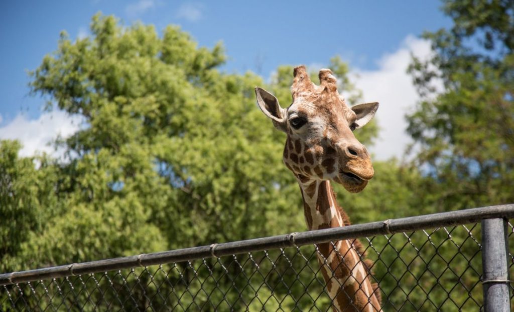 Top-Rated Attractions in Algarve - Zoo de Lagos