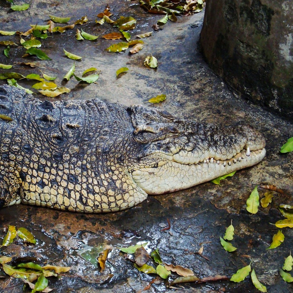 Wat Chakrawat (Crocodile Temple)