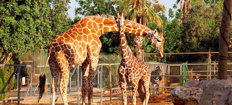 Ζωολογικός Κήπος Πάφου - Pafos Zoo