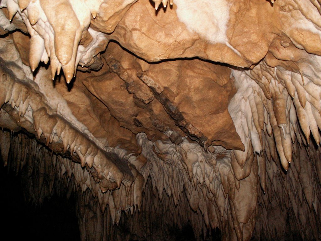 Cave with bones from Poiana Botizii
