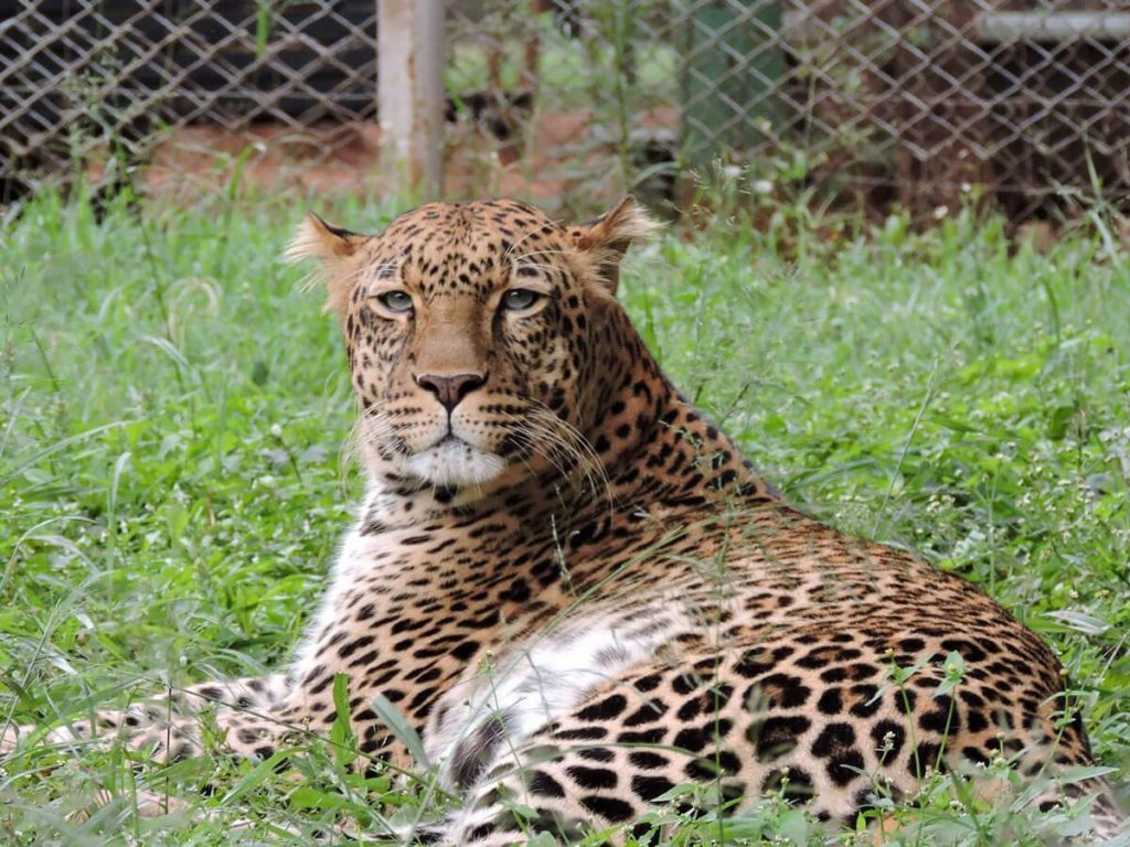 Leopard at the Nairobi Animal Orphanage