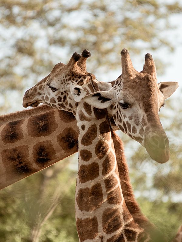 Giraffe Centre, Nairobi Kenya