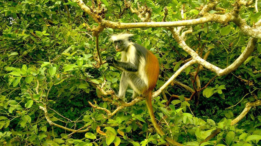 Jozani Forest Monkey