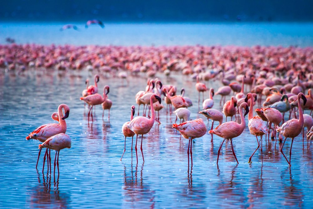  See the Flamingos