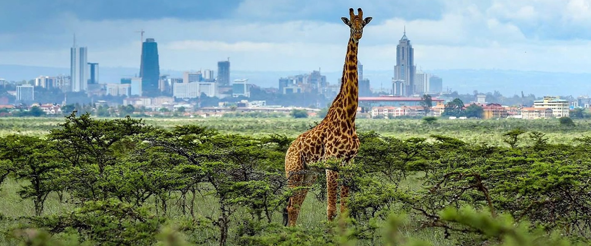 Visit the Nairobi National Park