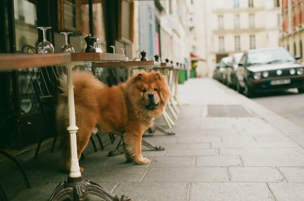 Top 10 Best Pet-Friendly Cafés and Restaurants in Rome