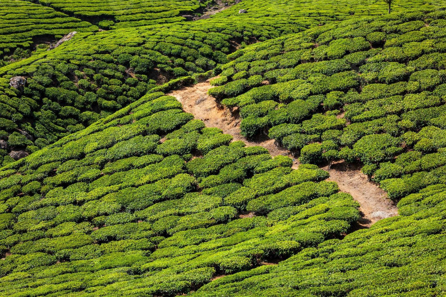 Munnar - Tea Plantations - Summer Holiday Destinations in India
