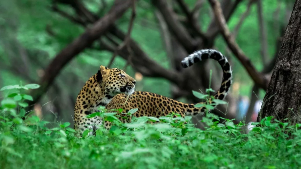Jhalana Leopard Safari Park