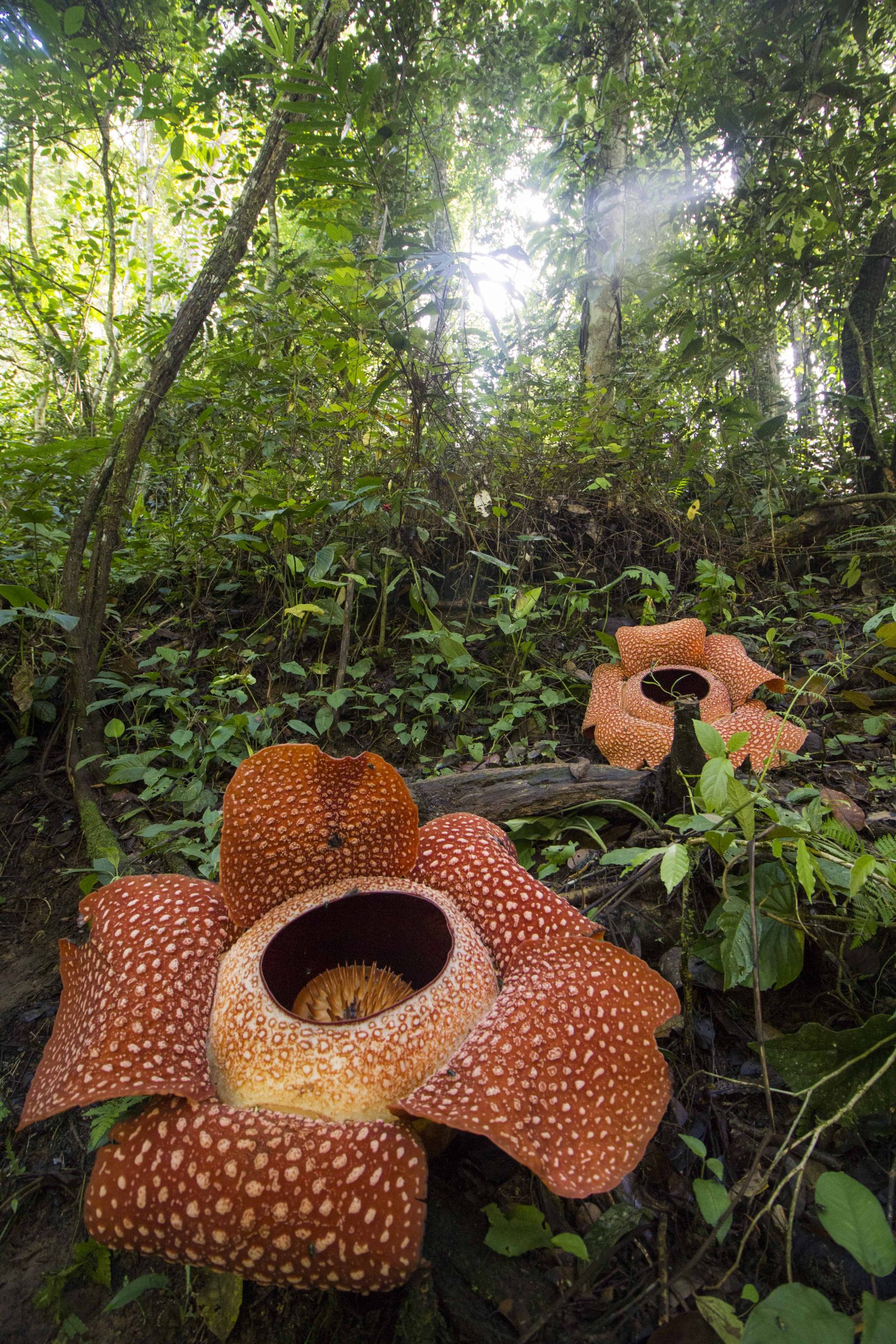 Rafflesia - the largest flower in the world - 20 Amazing Places on Earth