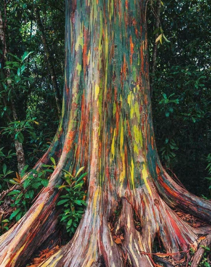 Rainbow Eucalyptus, Papua New Guinea