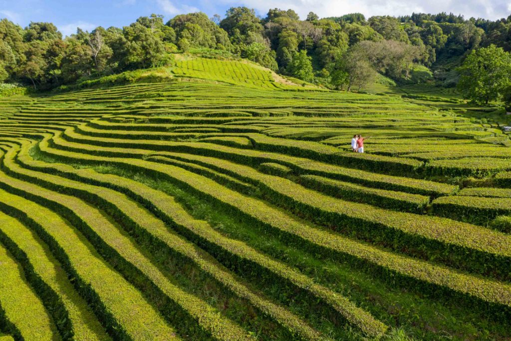 Europe’s Only Tea Plantations