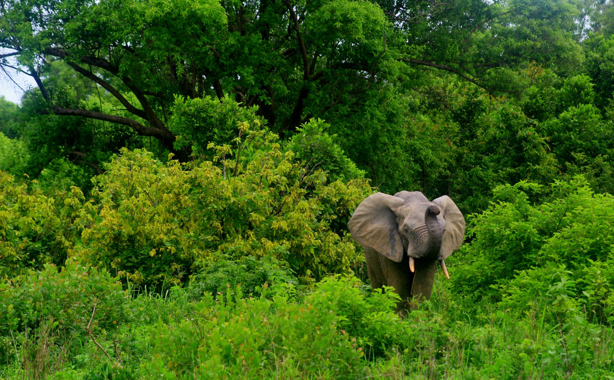 Mole National Park