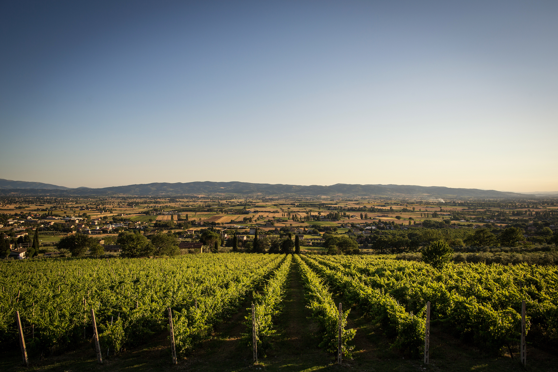 Tili Vini Societa Agricola - Things to Do and See in Umbria