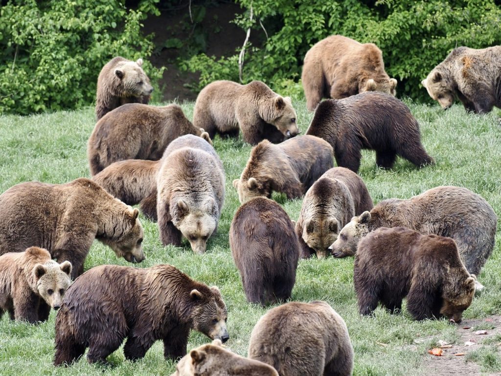 Libearty Bear Sanctuary