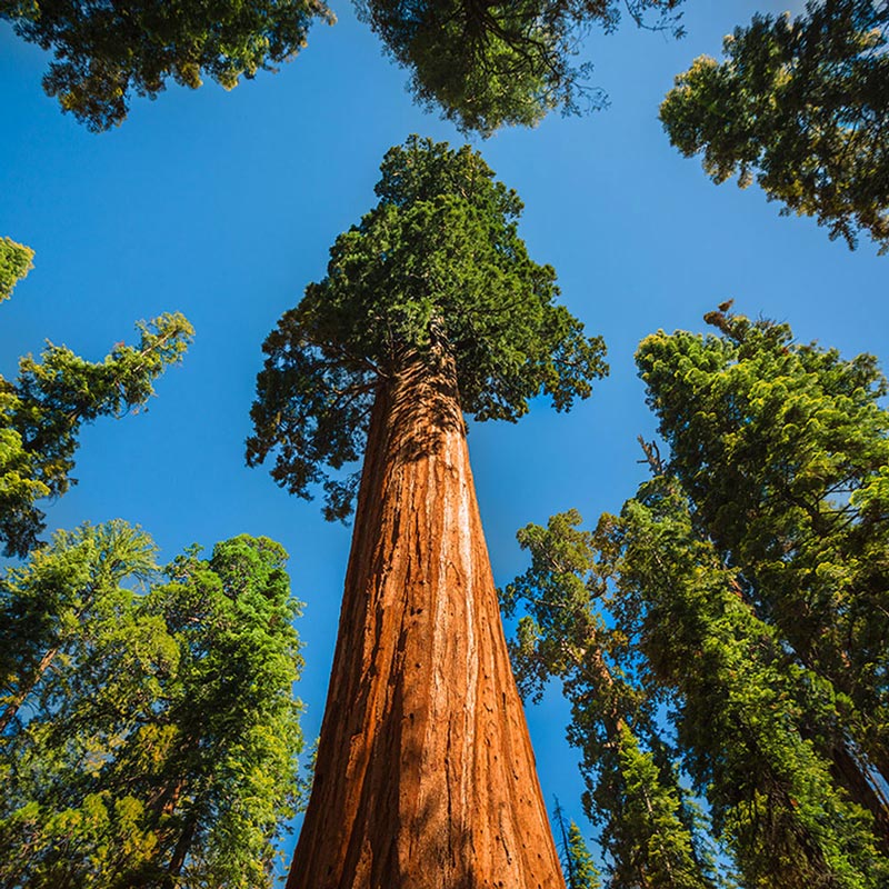 Arborele Sequoia, „Dealul Domnului” din Rogojel