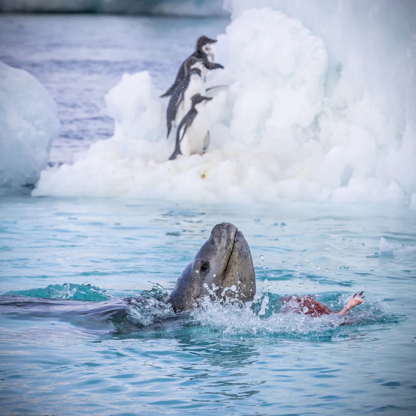 A leopard seal hunting a young Adélie Penguin. Pictures taken near Brown Bluff, Antarctica