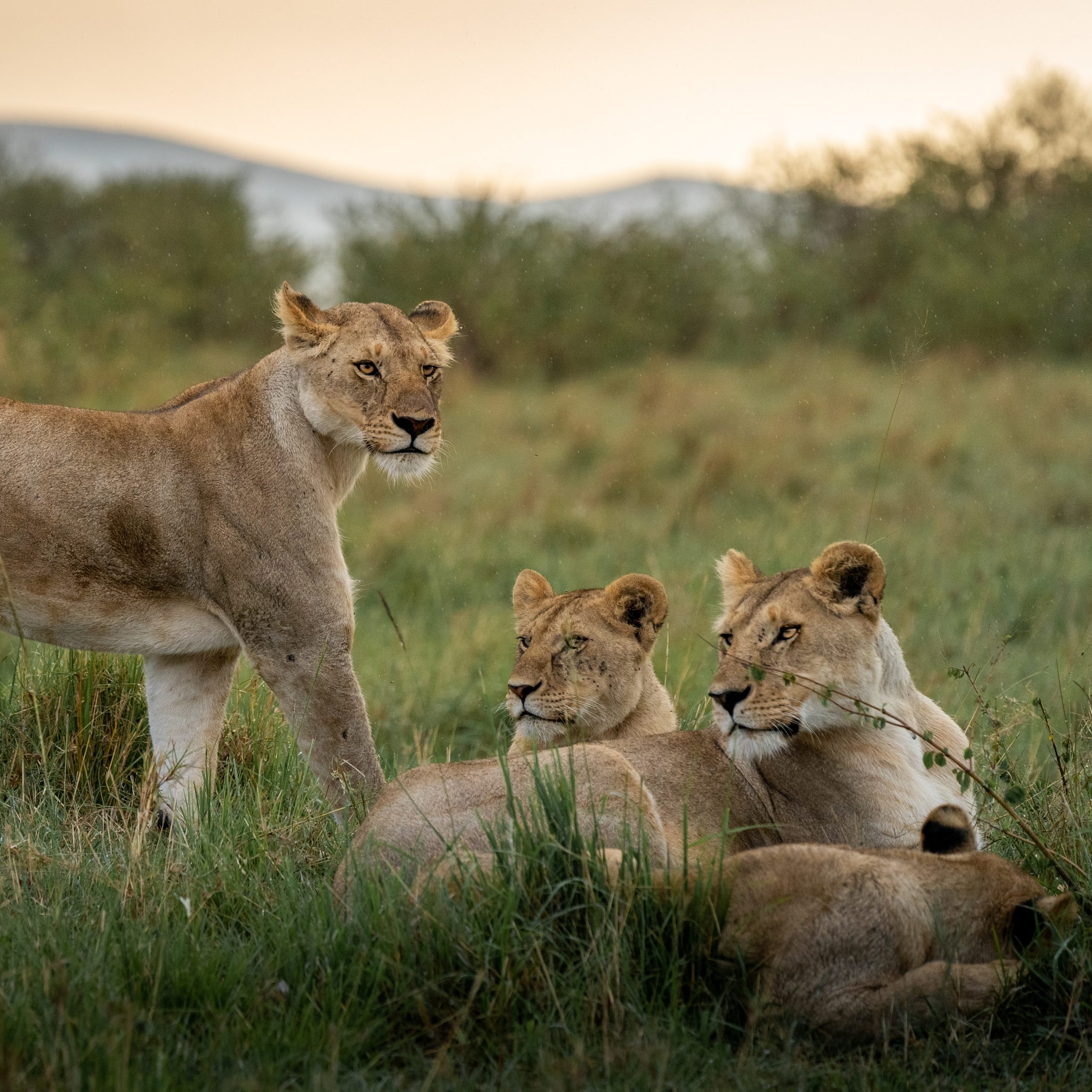 Lions at Masai Mara National Reserve, Kenya