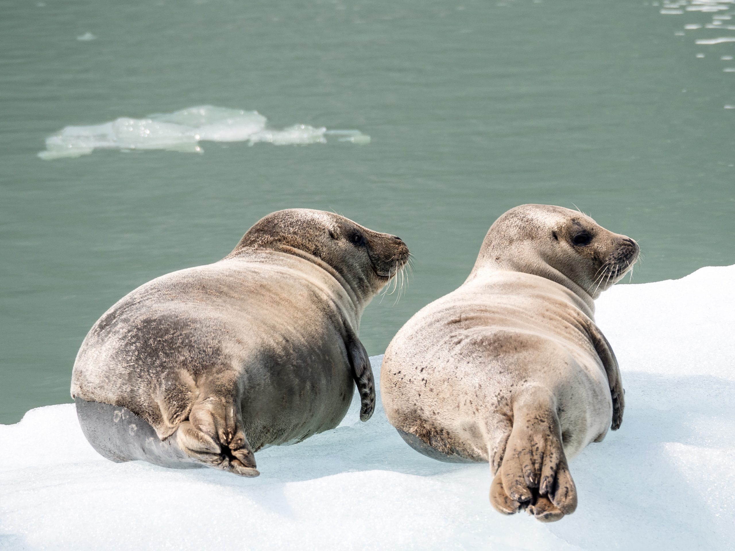 A couple of seals close to Juneau, the capital city of Alaska - 15 Best Destinations in the World