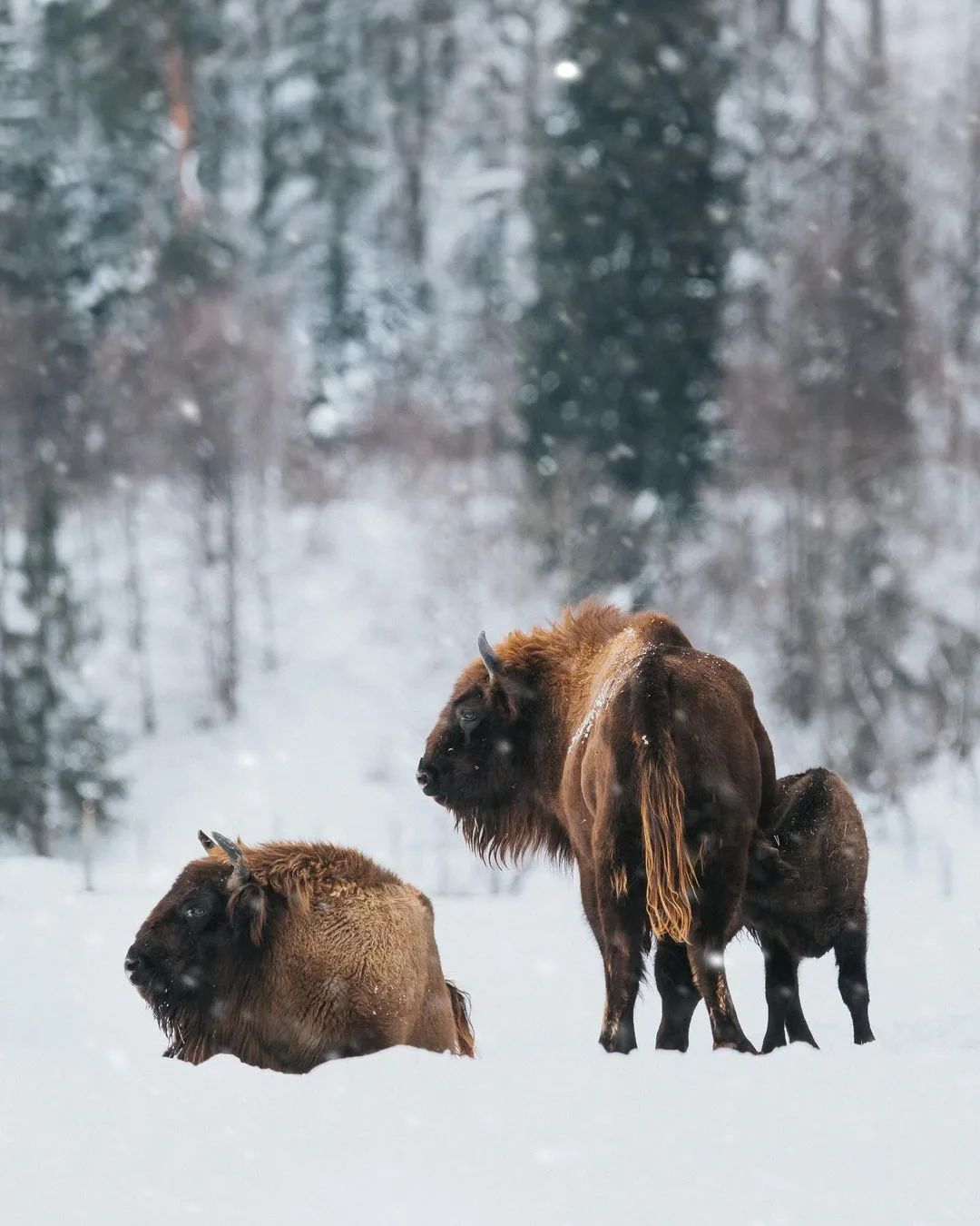 Fairy tale winter landscape of a bison family in winter, at Vama Buzaului, Brasov, Transylvania