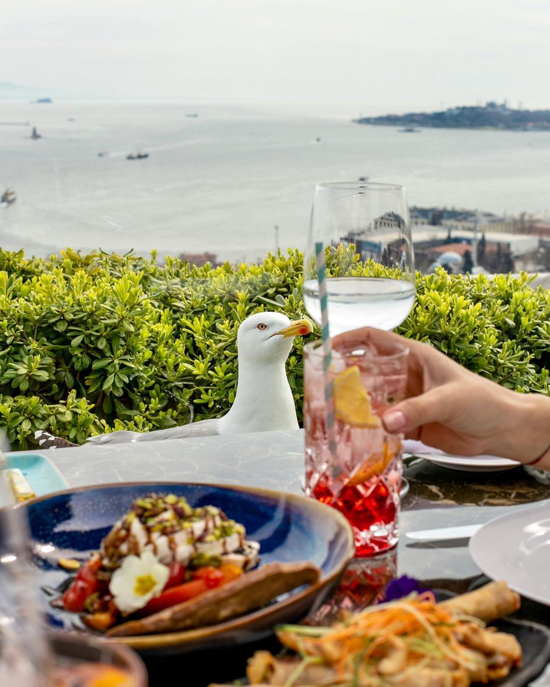 Making new friends while traveling 🐦 - always an unforgettable experience - Best Restaurants with Bosphorus View