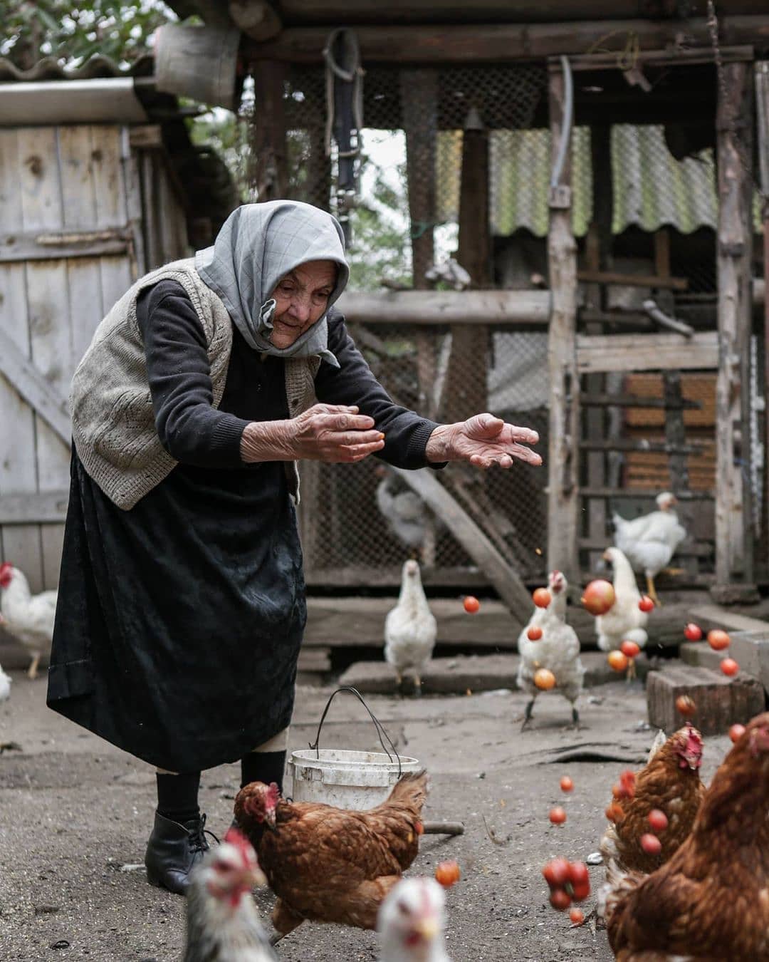 Woman from Transylvania feeding the chickens in her own household Oarda De Jos, Alba, Romania