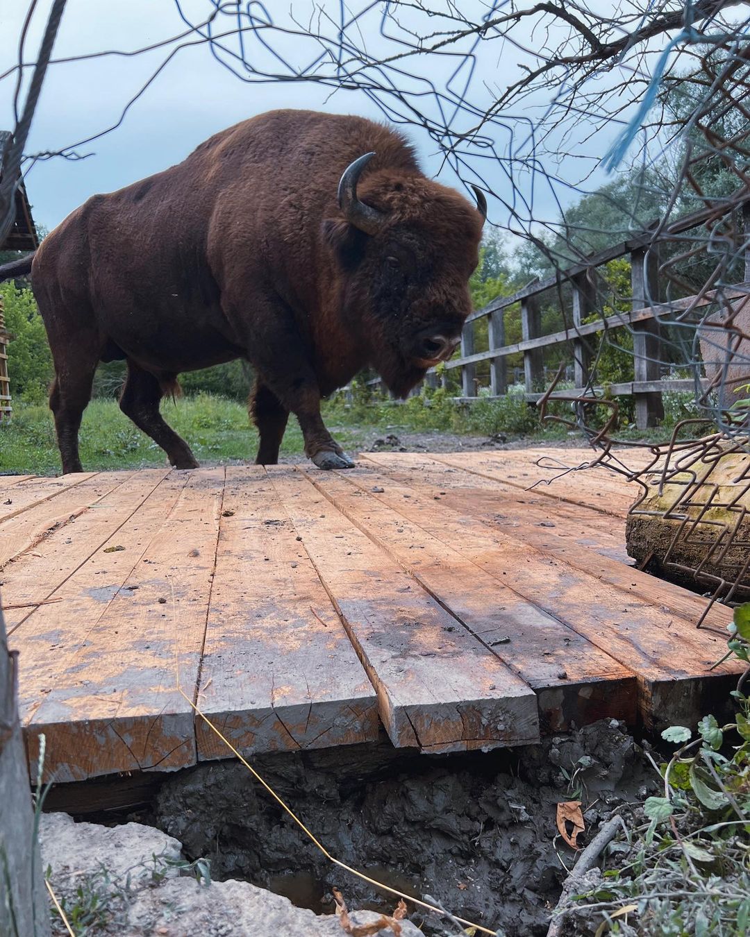 A big bison at Padurea Domneasca - Best Places to Visit in Moldova