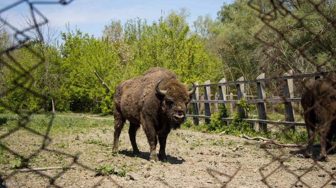 Bison at Padurea Domneasca - Best Places to Visit in Moldova