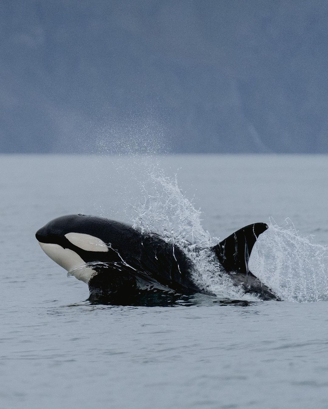 A group of orcas spotted in Húsavík - Iceland Bucket List