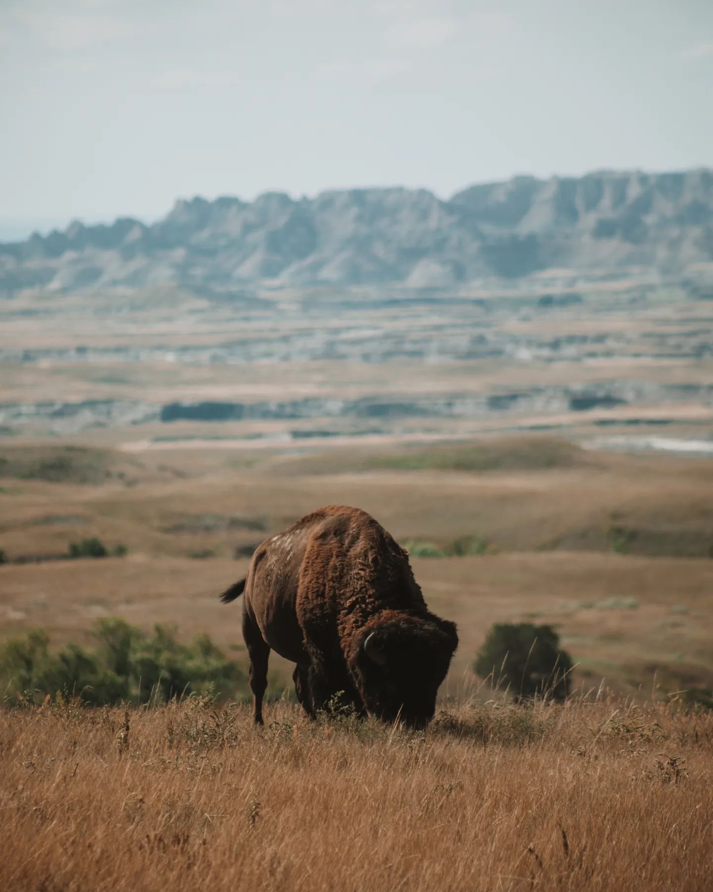 Getting up in the morning offers more opportunities to spot bison, bighorn sheep, and so many other types of wildlife