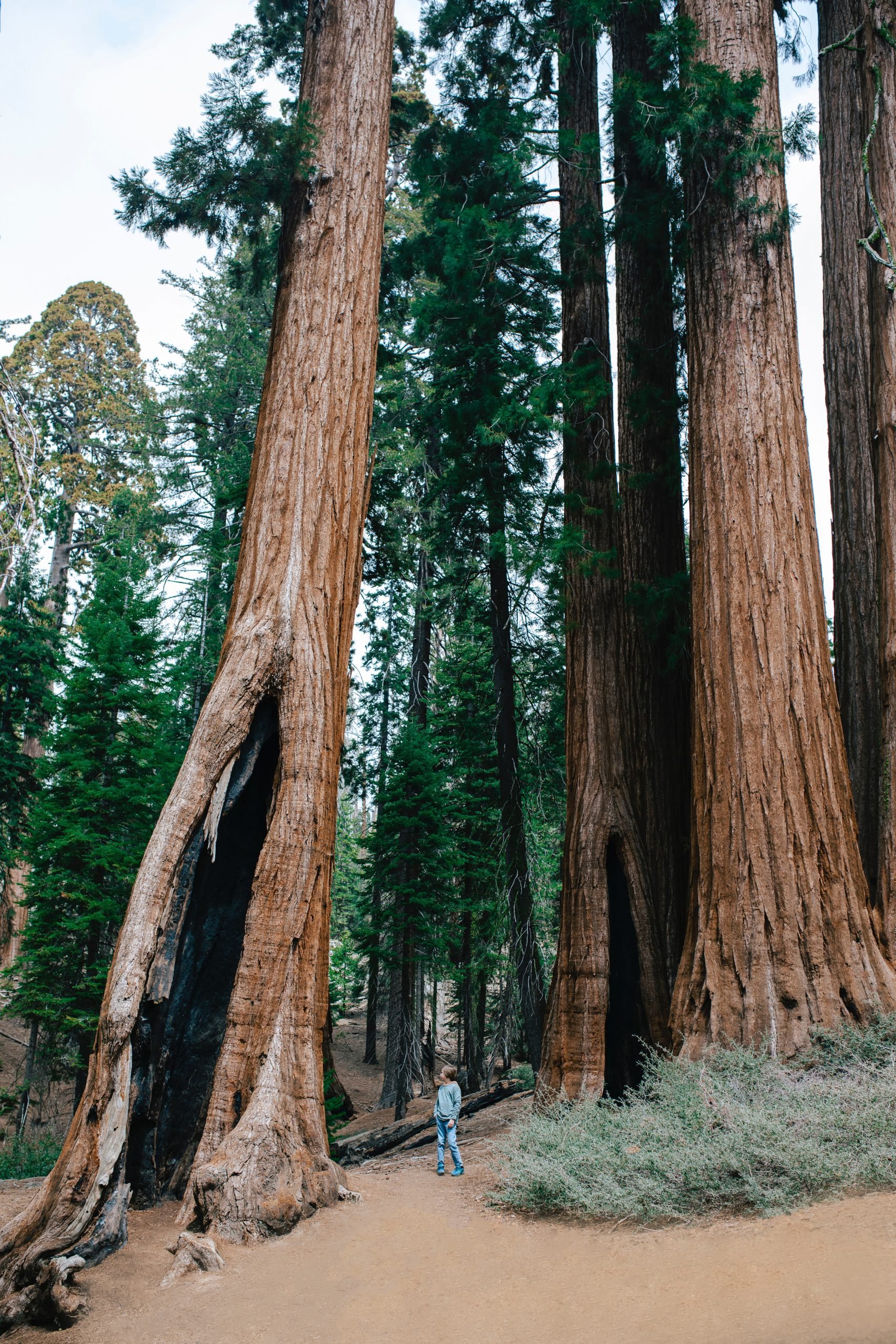 Home to the largest remaining grove of sequoia trees in the world - Kings Canyon National Park