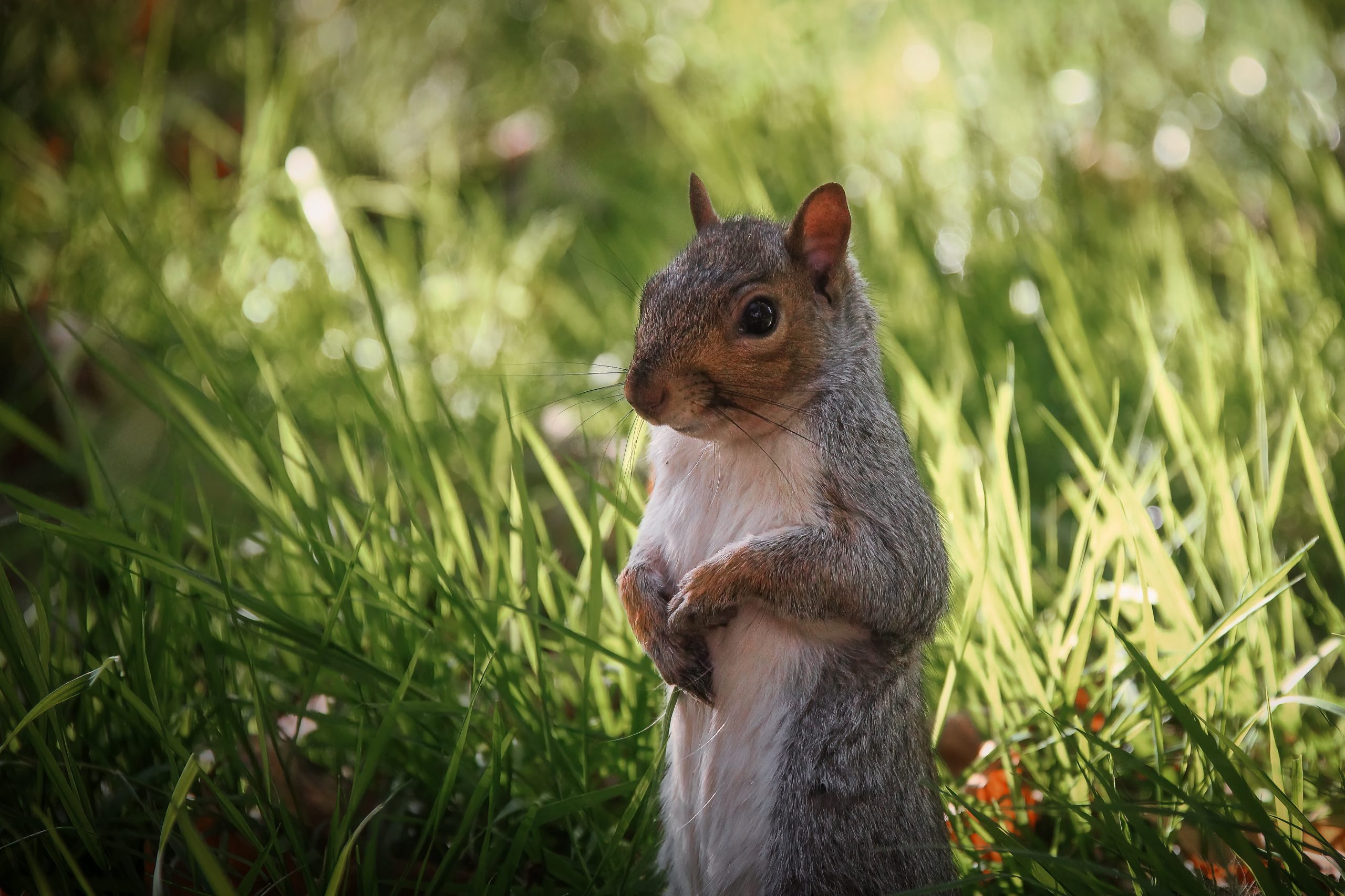 Squirrel, Hyde Park - London Bucket List