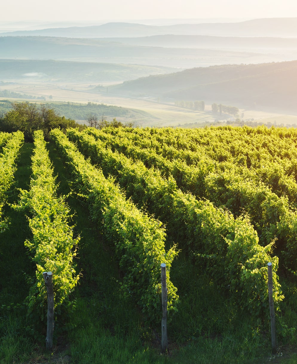 The Corcova Roy & Dâmboviceanu vineyard currently spans 70 hectares, featuring replanted traditional local grape varieties from the time of the Bibești estate
