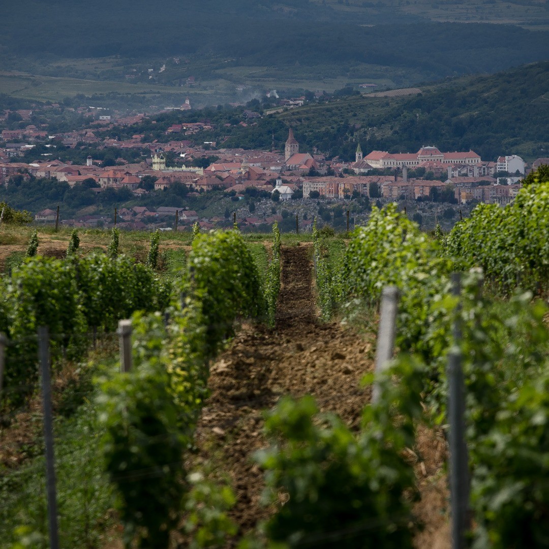 The Takács Winery and the Sâncrai-Aiud Domain were born from the Takács family's passion for vine and wine culture