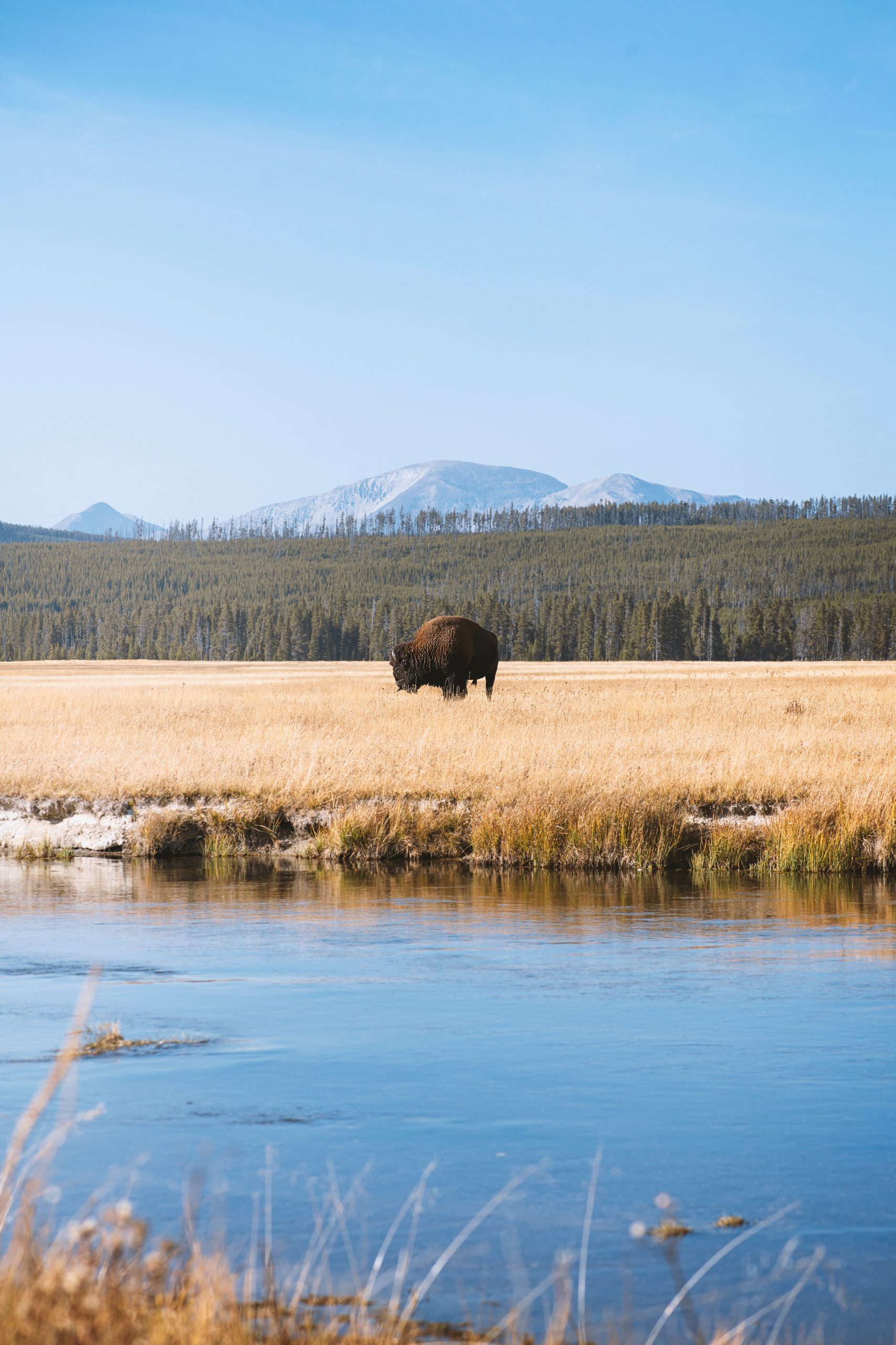 Wild bison in Yellowstone National Park, Wyoming, USA