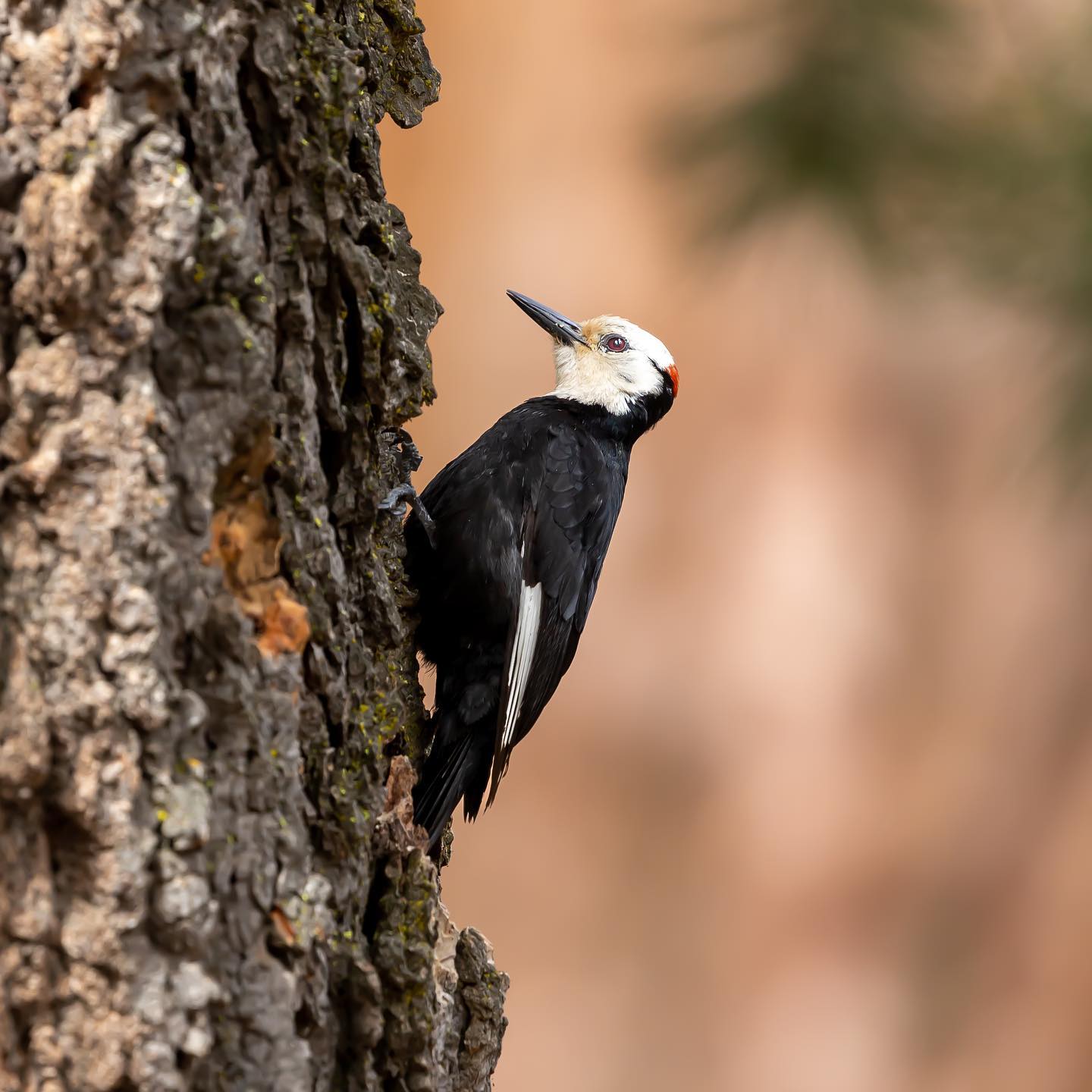 A cute white-headed woodpecker in Kings Canyon National Park